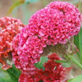 Chief Rose, Celosia Seeds